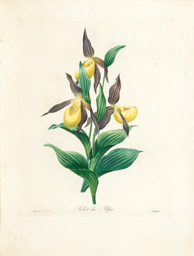 Sabot des Alpes, engraved by Langlois, from 